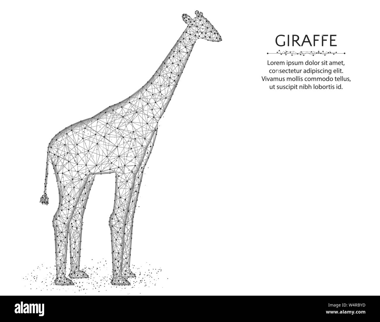 La giraffa bassa poli design, animale africano grafica astratta, mammifero wireframe poligonale illustrazione vettoriale costituito da punti e linee su una bianca backgr Illustrazione Vettoriale