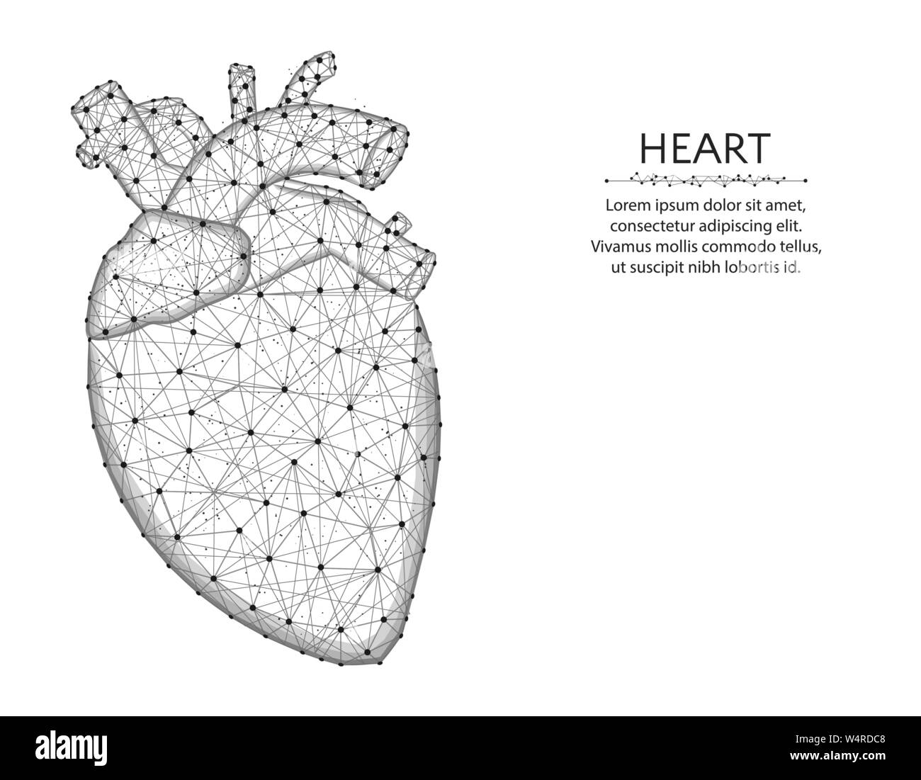 Cuore con aorta e vene bassa poli design, organi umani grafica astratta, anatomia wireframe poligonale illustrazione vettoriale costituito da punti e linee Illustrazione Vettoriale