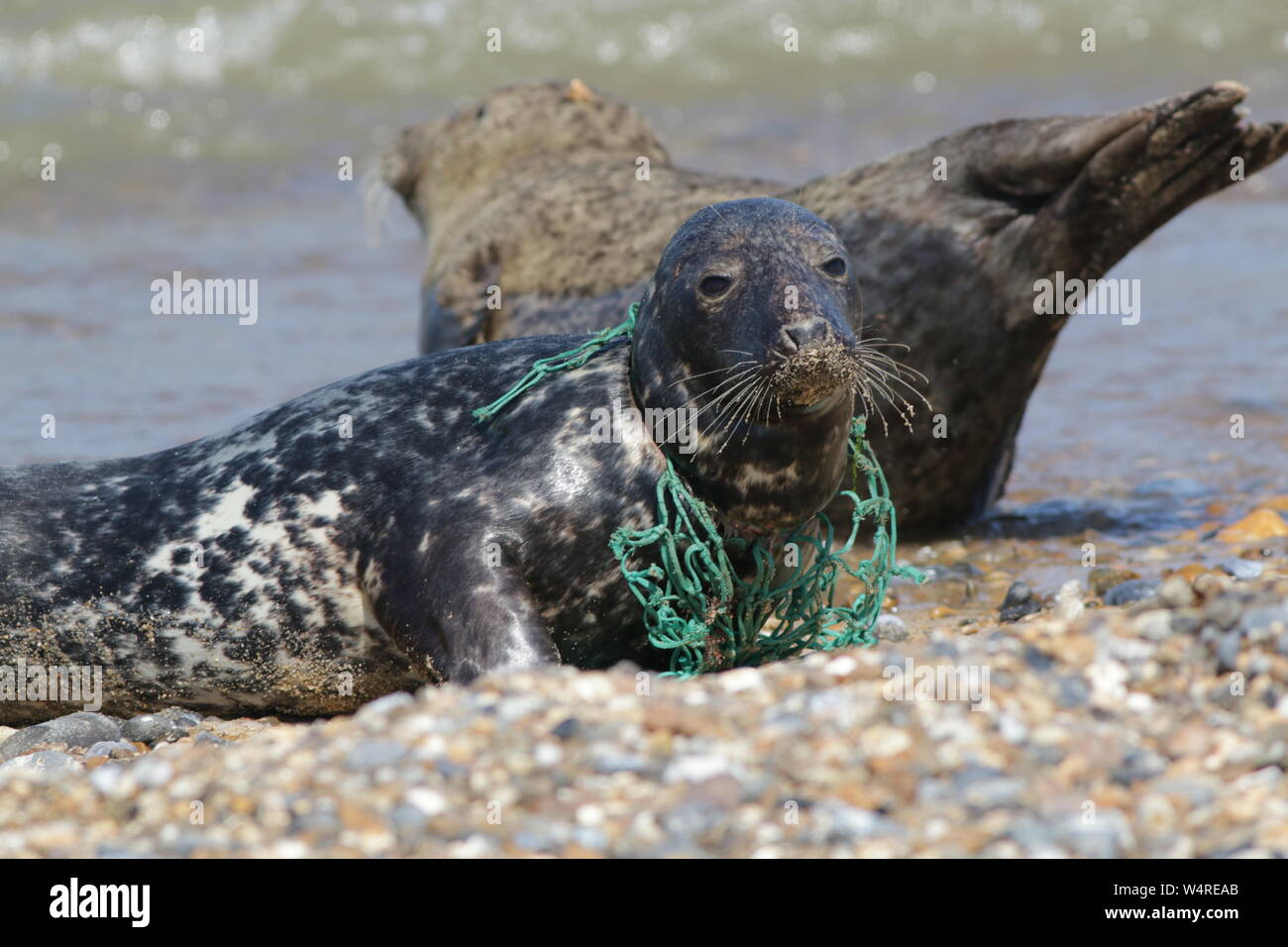 Guarnizione grigio ferito da una plastica rete da pesca incorporato nel suo collo Foto Stock