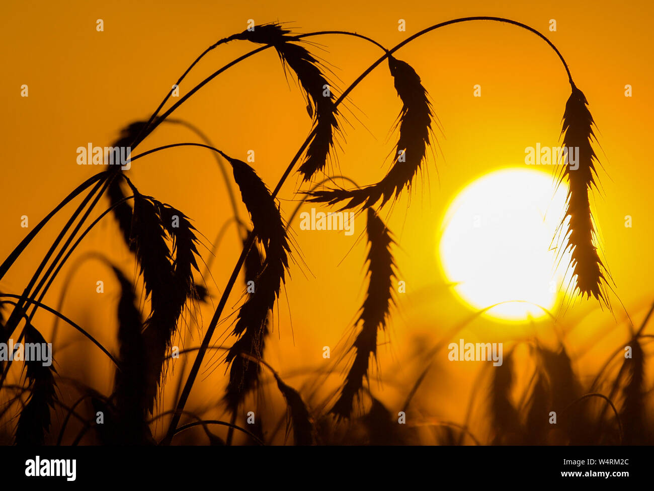 24 luglio 2019, il Land Brandeburgo, Petersdorf: spighe di grano su un campo di segale prima del tramonto su questo caldo giorno d'estate. Foto: Patrick Pleul/dpa-Zentralbild/ZB Foto Stock