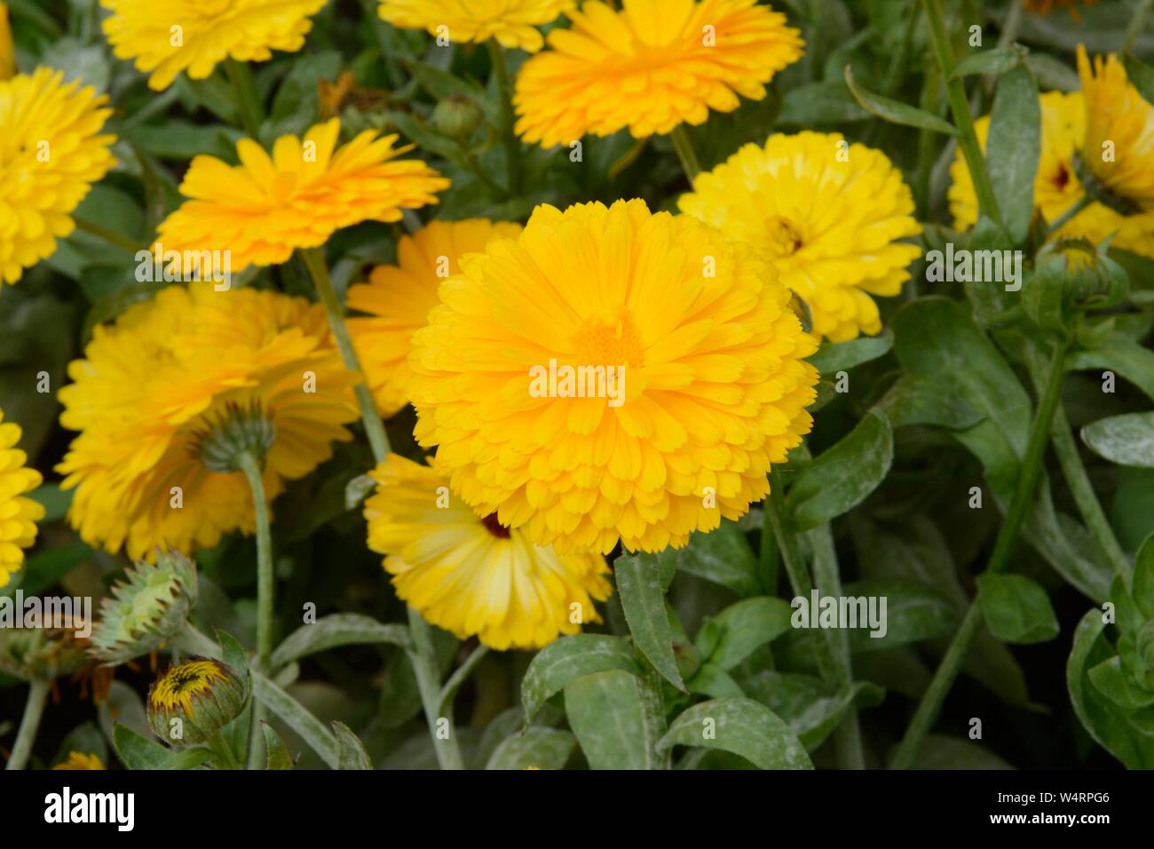 Calendula officinalis Golden Prince calendula golden fiori doppi fiorisce Foto Stock