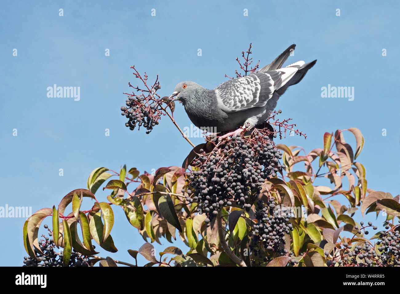 Piccione in appoggio su una lucida ligustro tree mentre l'alimentazione sulle sue bacche Foto Stock