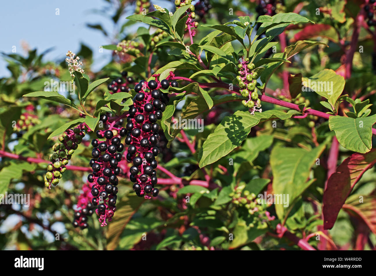 Foglie, fiori, frutti immaturi e bacche mature di american pokeweed, phytolacca americana Foto Stock