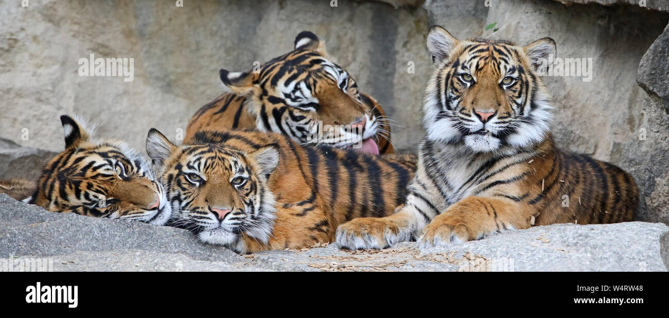 Famiglia di tigre di Sumatra (Panthera tigris sumatrae) Foto Stock