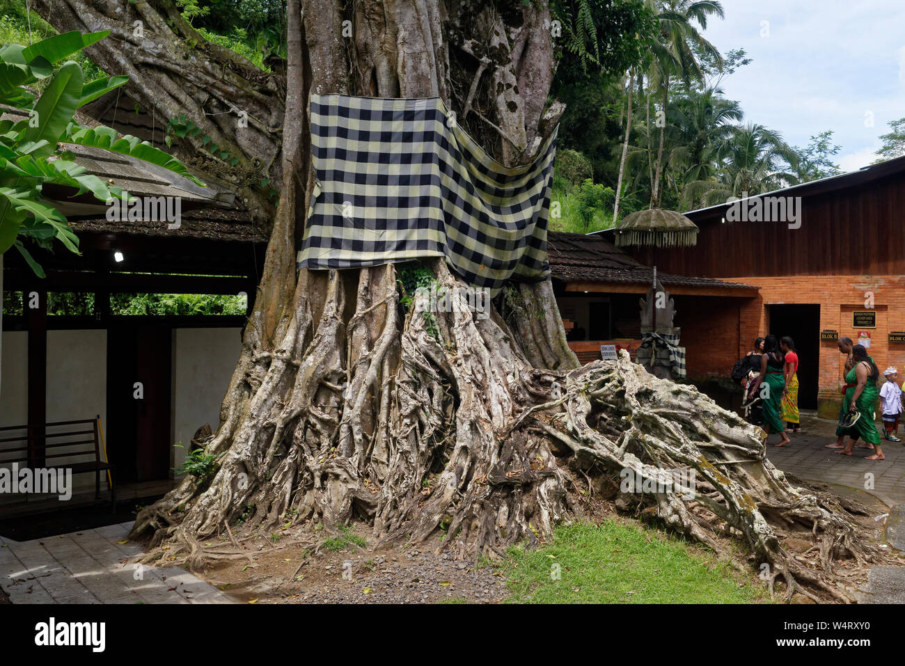 Albero con radici nodose e un sarong alla pura Titra Empul o Primavera sacra tempio, Ubud, Bali, Indonesia Foto Stock