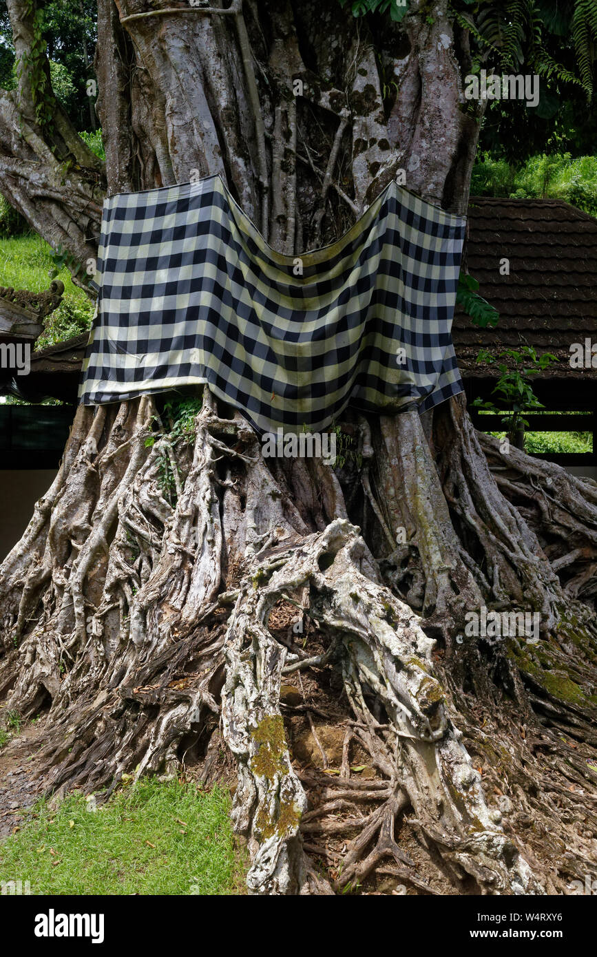 Albero con radici nodose e un sarong alla pura Titra Empul o Primavera sacra tempio, Ubud, Bali, Indonesia Foto Stock