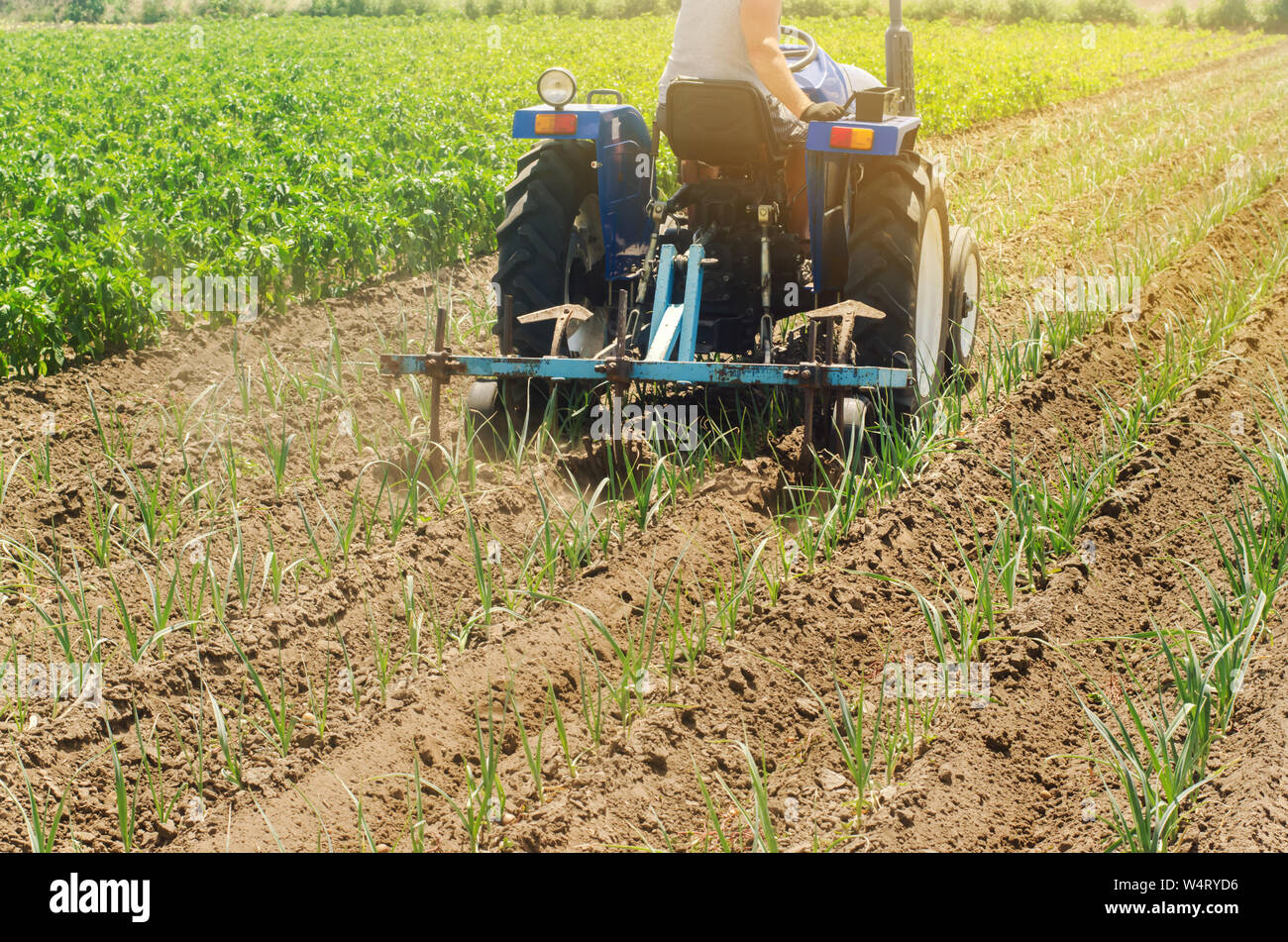 Un contadino coltiva file vegetali di porri. Campo di aratura. Protezione di erbaccia. Fattoria stagionali di lavoro. Colture agricole. Agricoltura, terreni agricoli. Vegetabl organico Foto Stock