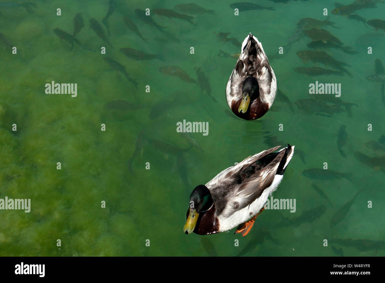 Due anatre e pesci che nuotano in un fiume, Turchia Foto Stock