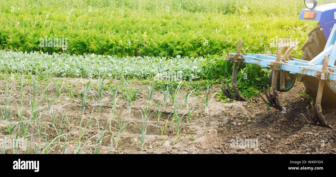 Un contadino coltiva file vegetali di porri. Campo di aratura. Protezione di erbaccia. Fattoria stagionali di lavoro. Colture agricole. Agricoltura, terreni agricoli. Vegetabl organico Foto Stock