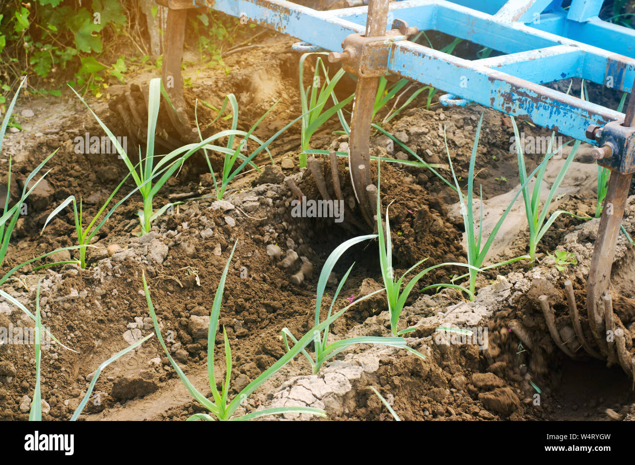 Un contadino coltiva file vegetali di porri. Campo di aratura. Protezione di erbaccia. Fattoria stagionali di lavoro. Colture agricole. Agricoltura, terreni agricoli. Vegetabl organico Foto Stock