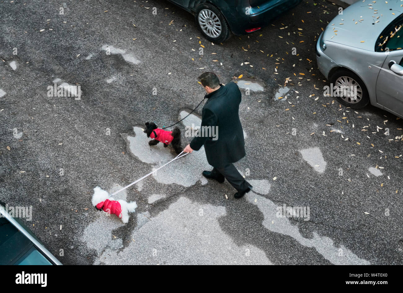 Vista aerea di un uomo a piedi i suoi due cani, Italia Foto Stock