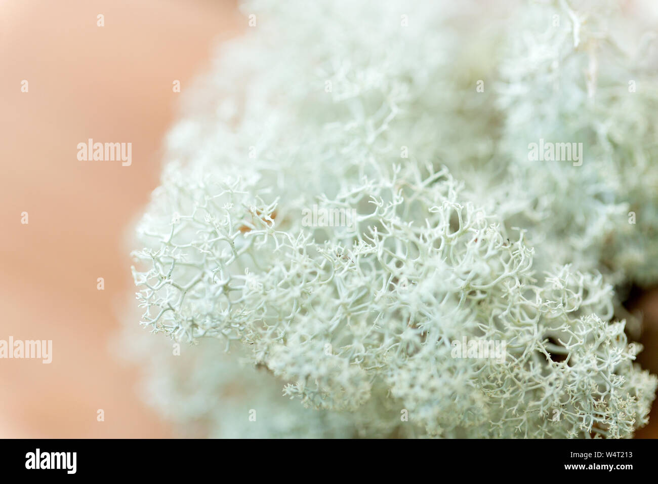 Close up di renne lichen moss Foto Stock