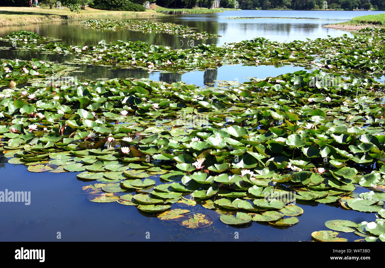 23 luglio 2019, Sassonia-Anhalt, Wörlitz: centinaia di ninfee bloom sul grande lago nel Parco di Wörlitz. Il Parco di Wörlitz è stato creato dal Principe Leopoldo III Friedrich Franz von Anhalt-Dessau (1740-1817) dal 1764 come il primo paesaggio parco in stile inglese sul continente europeo. Ispirato dai suoi numerosi viaggi, aveva degli edifici e dei paesaggi stabiliti nel parco che sono stati ispirati dal sistema di canali con giri in gondola a Venezia. Nel novembre 2000 l'ampia Dessau-Wörlitzer Gartenreich, il cui nucleo è il Wörlitzer Park, è stata riconosciuta dall'UNESCO come sito del patrimonio mondiale. Foto: Waltraud Foto Stock