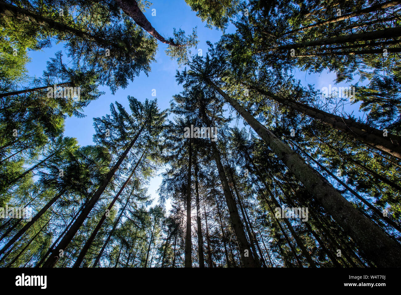 24 luglio 2019, Meclemburgo-Pomerania, Gädebehn: bosco di abeti stand in una foresta nella foresta Gädebehn office. Foto: Jens Büttner/dpa-Zentralbild/ZB Foto Stock
