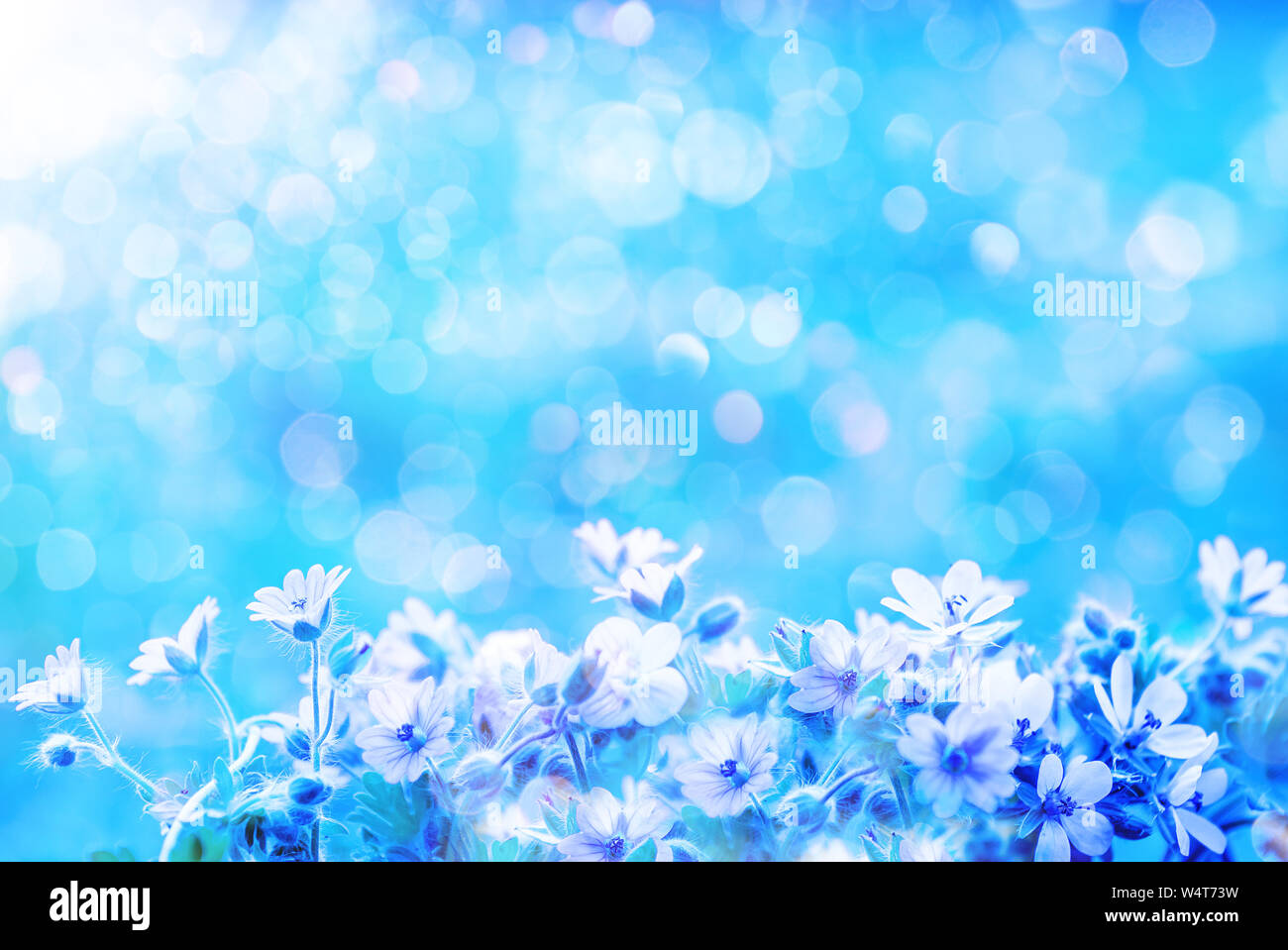 La molla selvatici fiori di prato ans sfocato sfondo blu cielo con bokeh, macro, soft focus Foto Stock