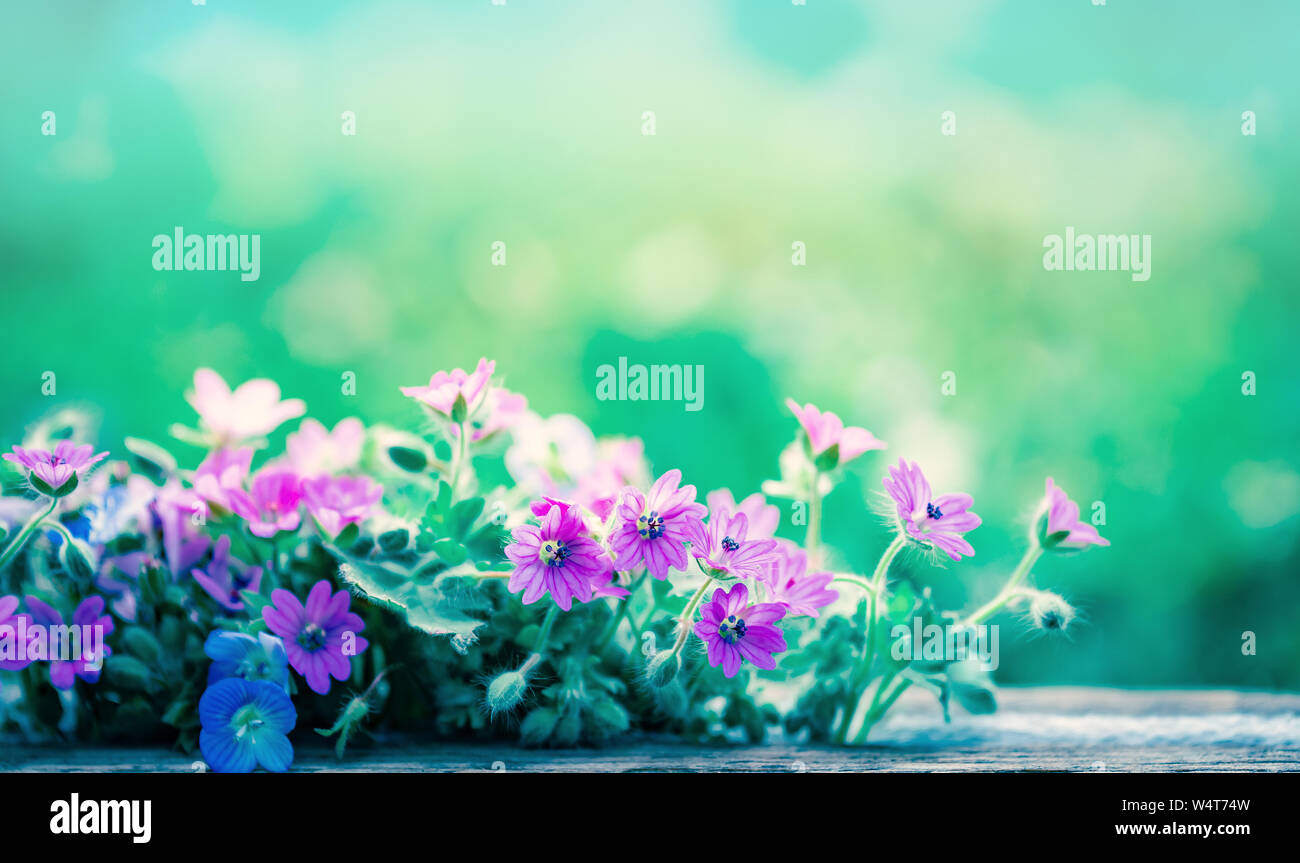 La molla selvatici fiori di prato ans sfocato sfondo blu cielo con bokeh, macro, soft focus Foto Stock