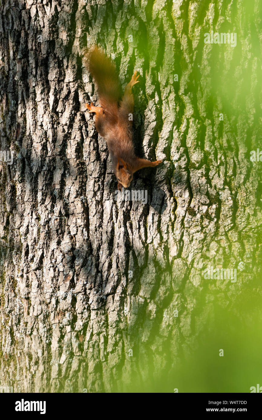 Scoiattolo rosso scendendo da un albero, Salisburgo, Austria Foto Stock