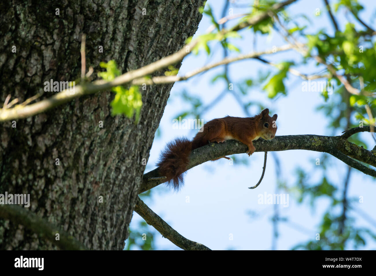 Scoiattolo rosso su un albero, Salisburgo, Austria Foto Stock
