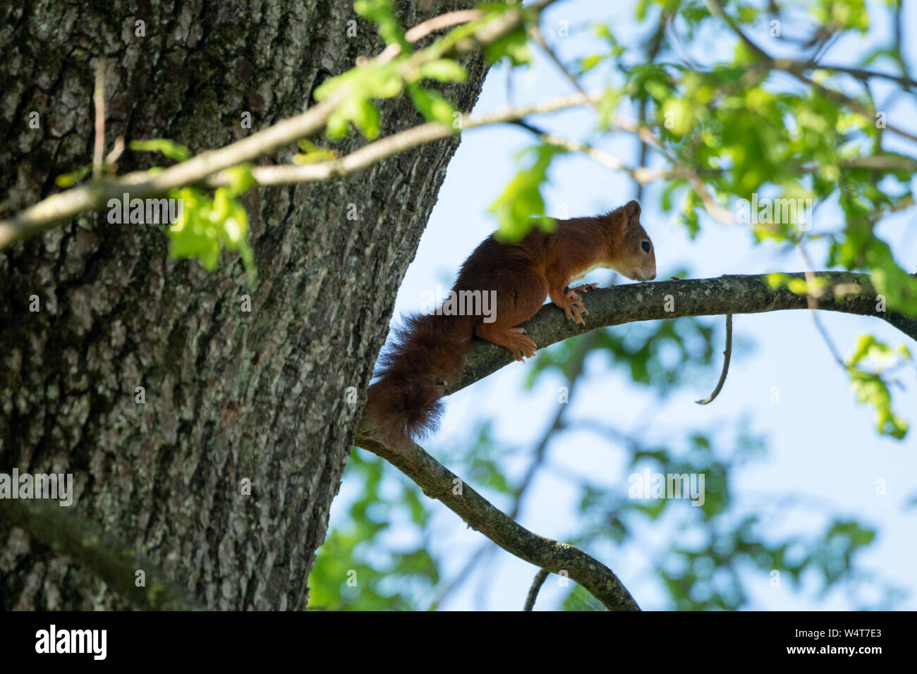 Scoiattolo rosso su un ramo, Salisburgo, Austria Foto Stock