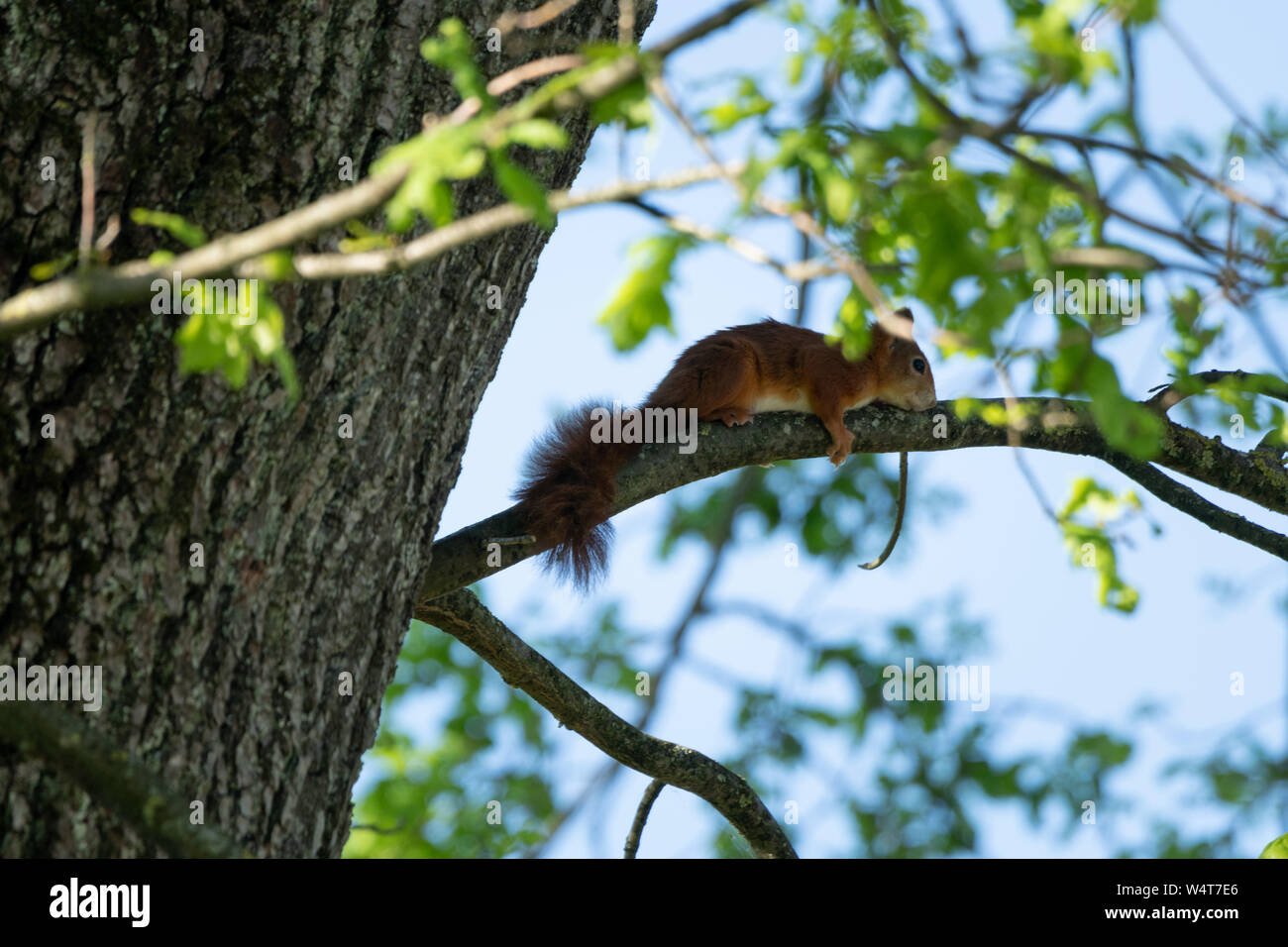 Scoiattolo rosso su un albero, Salisburgo, Austria Foto Stock