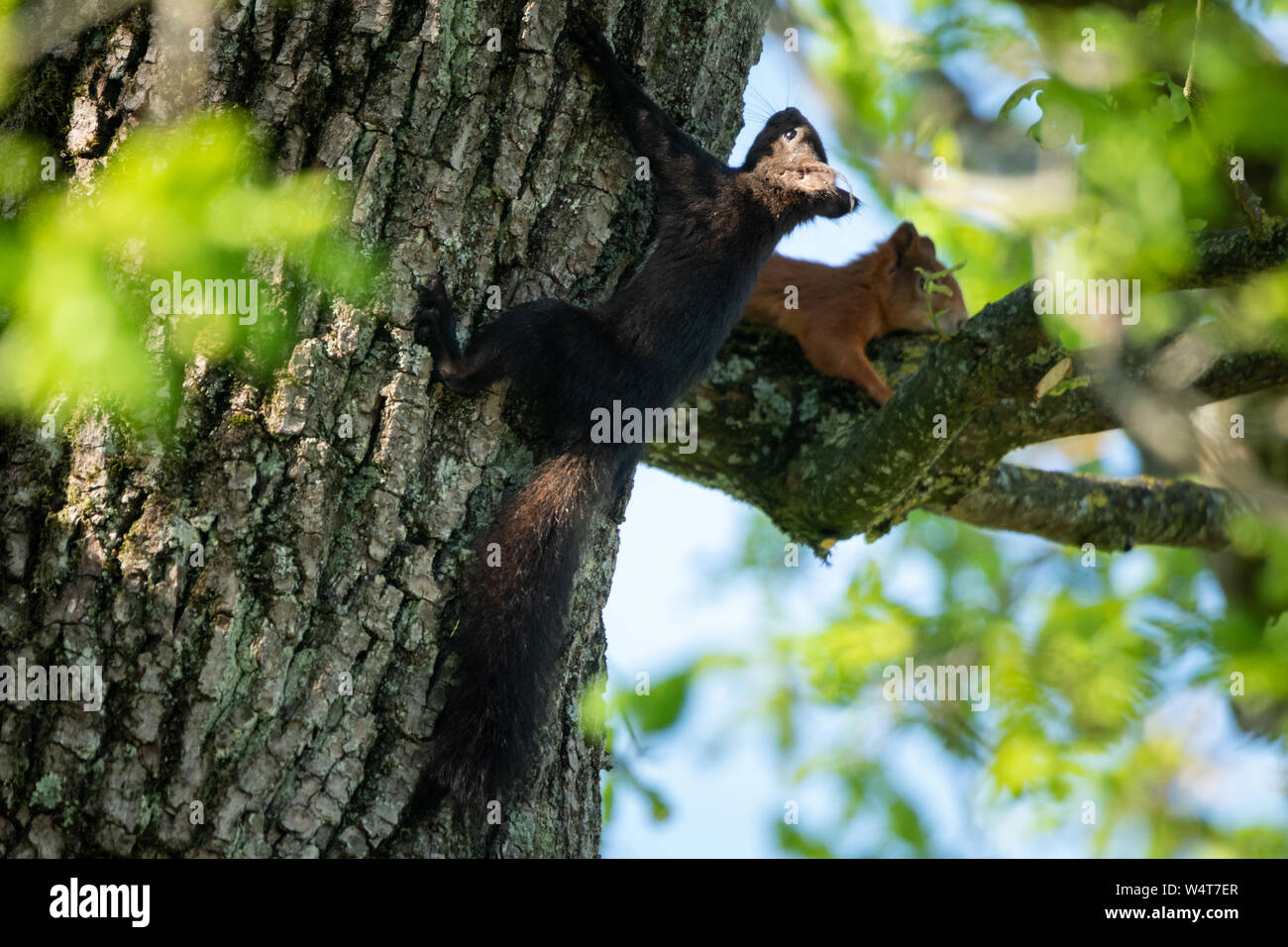 Nero e rosso scoiattoli su un albero, Salisburgo, Austria Foto Stock