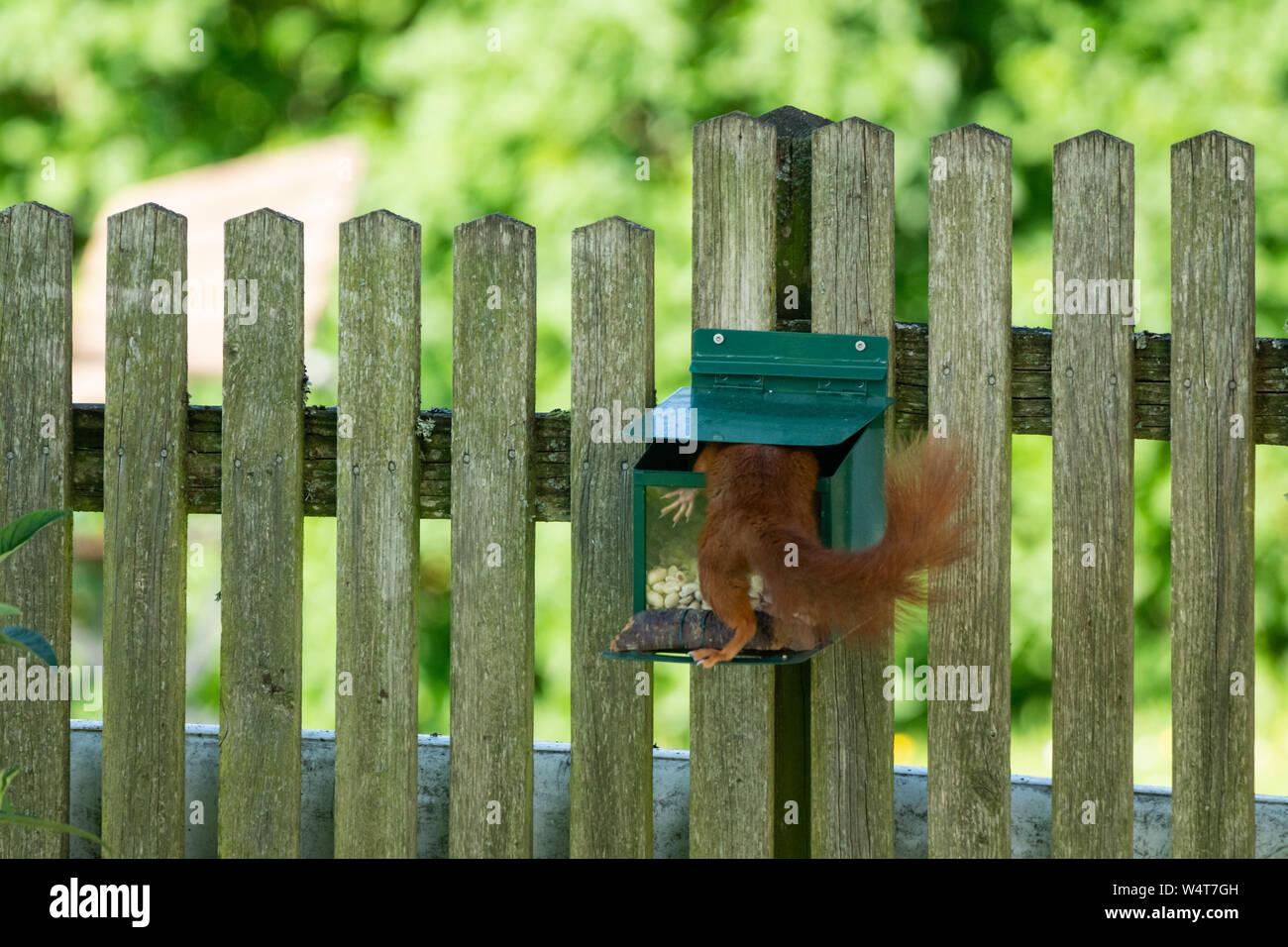 Scoiattolo rosso con la sua testa all'interno di un alimentatore di scoiattolo, Salisburgo, Austria Foto Stock