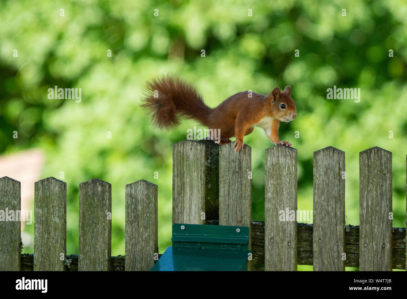 Scoiattolo rosso su una staccionata in legno, Salisburgo, Austria Foto Stock