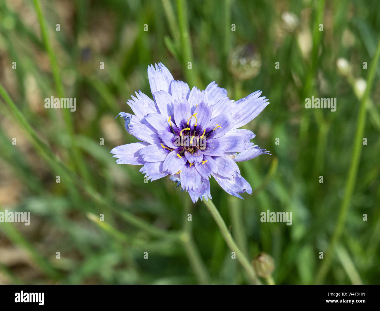 Una chiusura di un unico colore blu pallido fiore di Catanache caerulea Foto Stock