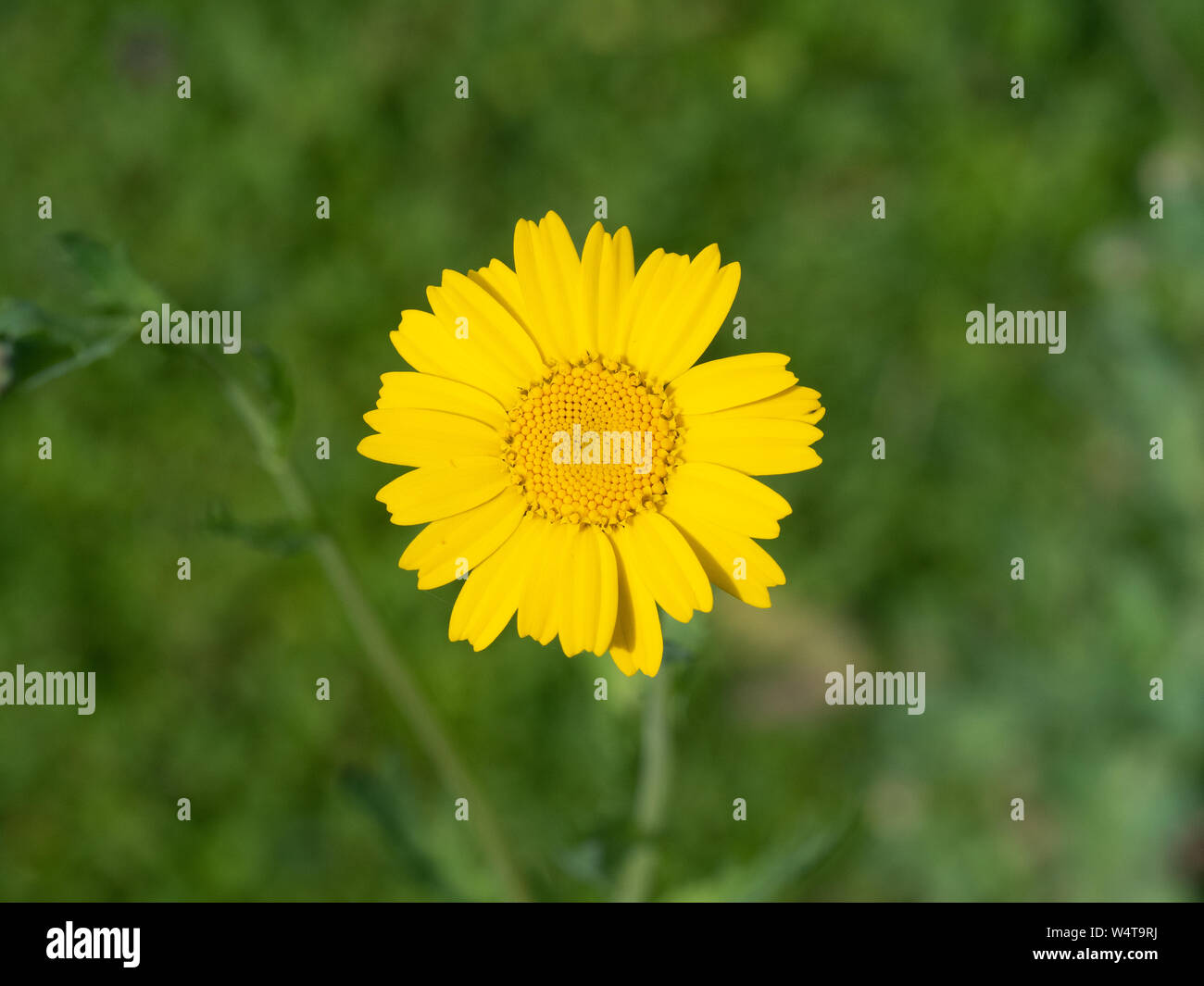 Un unico chiaro fiore giallo di mais calendula Glebionis segetum Foto Stock