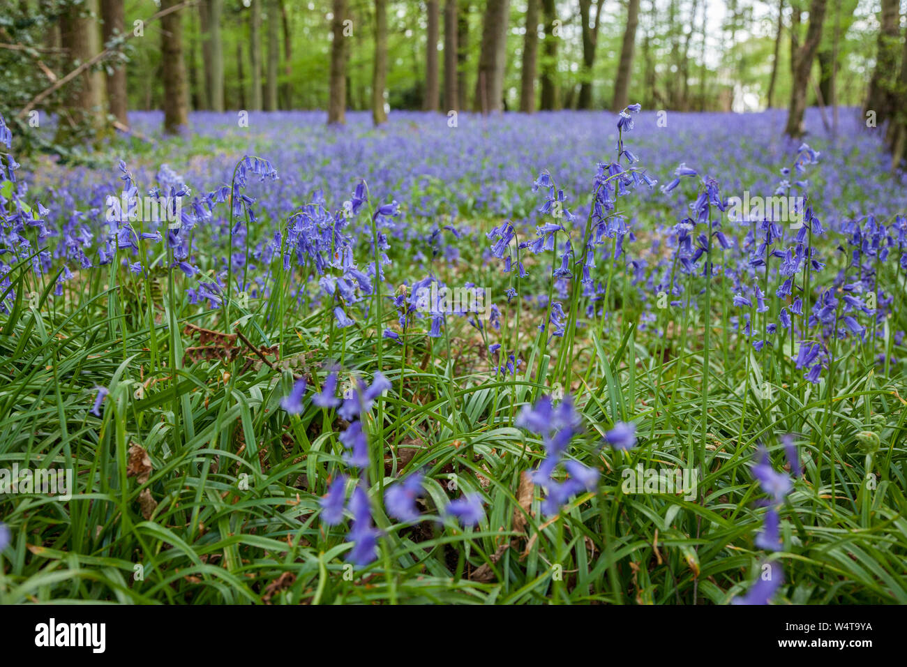 Bluebell flowersBluebell fiori nel bosco, Medstead, Hampshire, Inghilterra, Regno Unito. Foto Stock