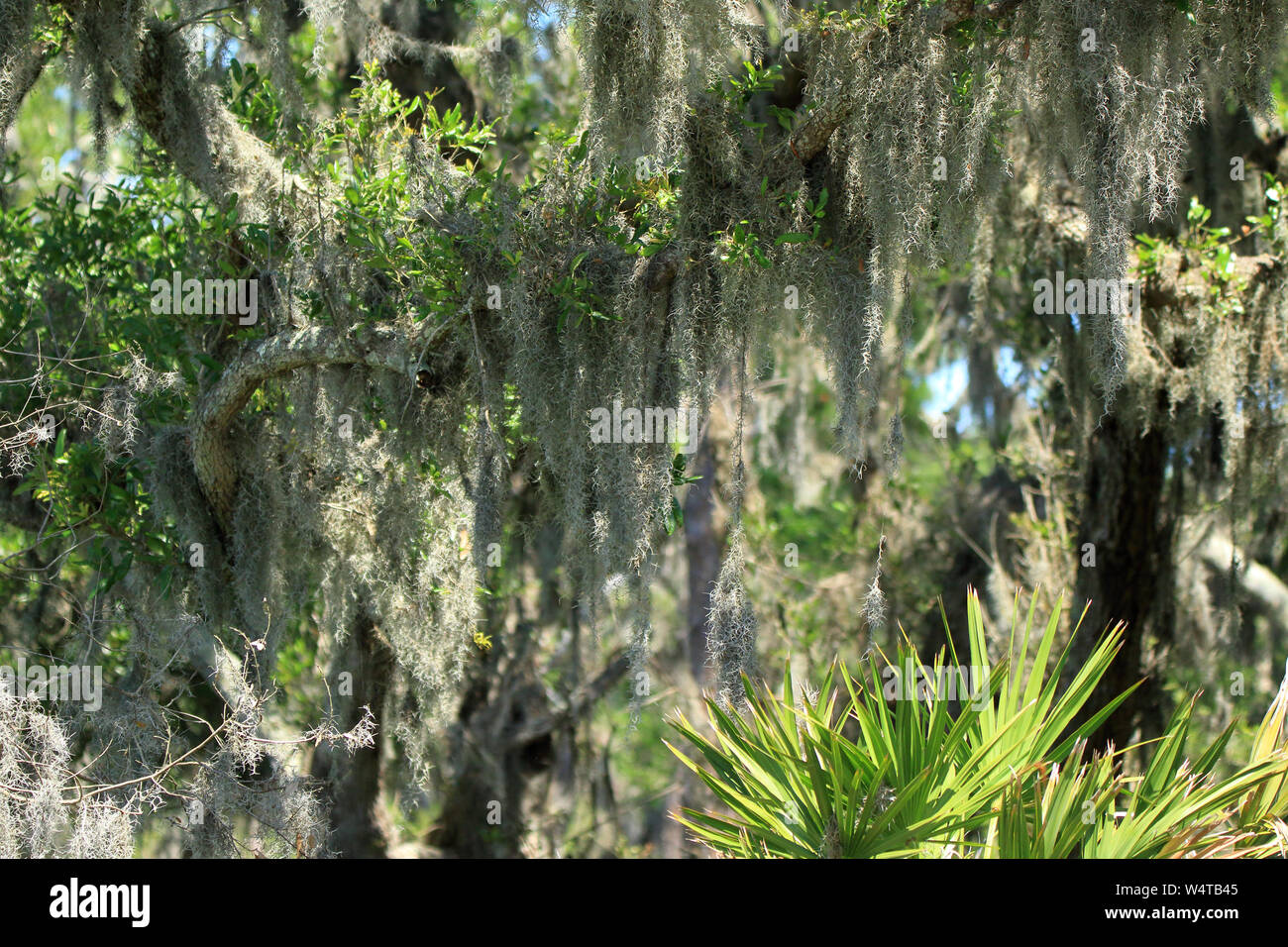 Muschio spagnolo appeso a un albero su Jekyll Island, Georgia Foto Stock