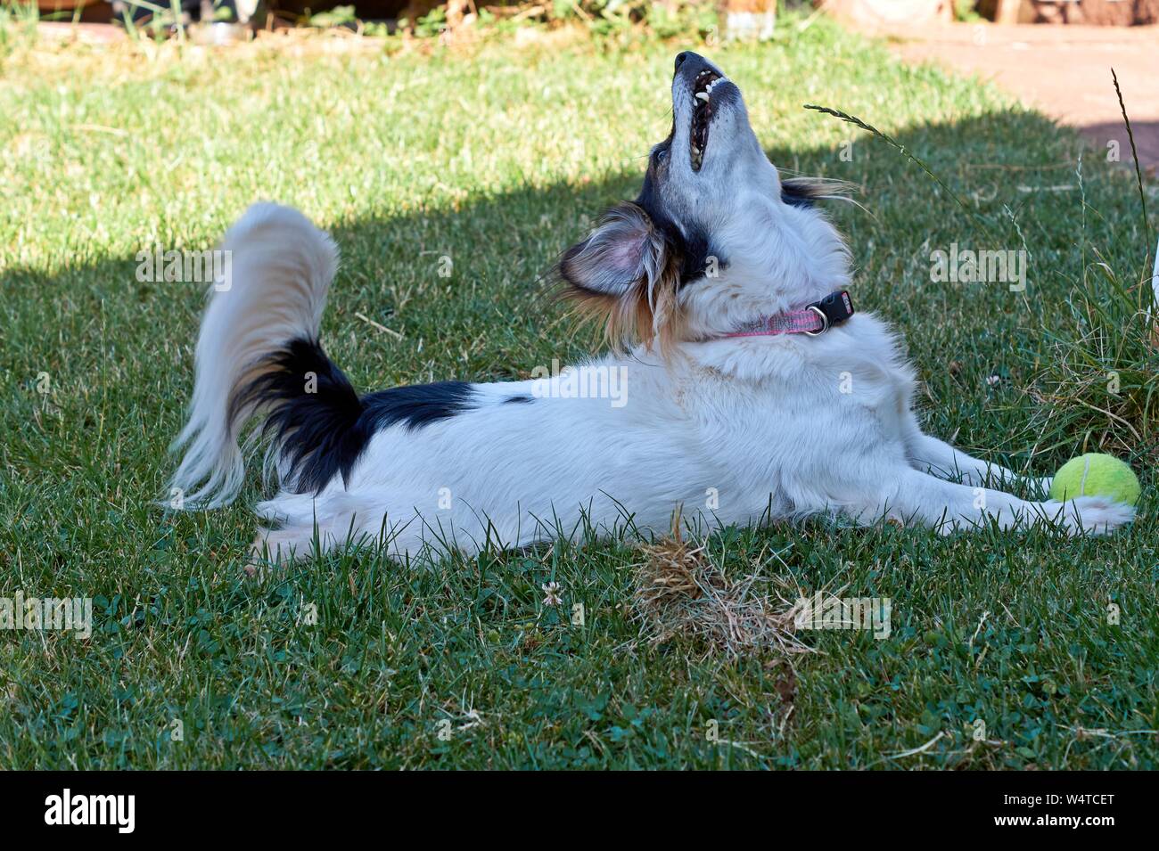 Jack Russell Terrier cucciolo con sfera gialla. Foto Stock
