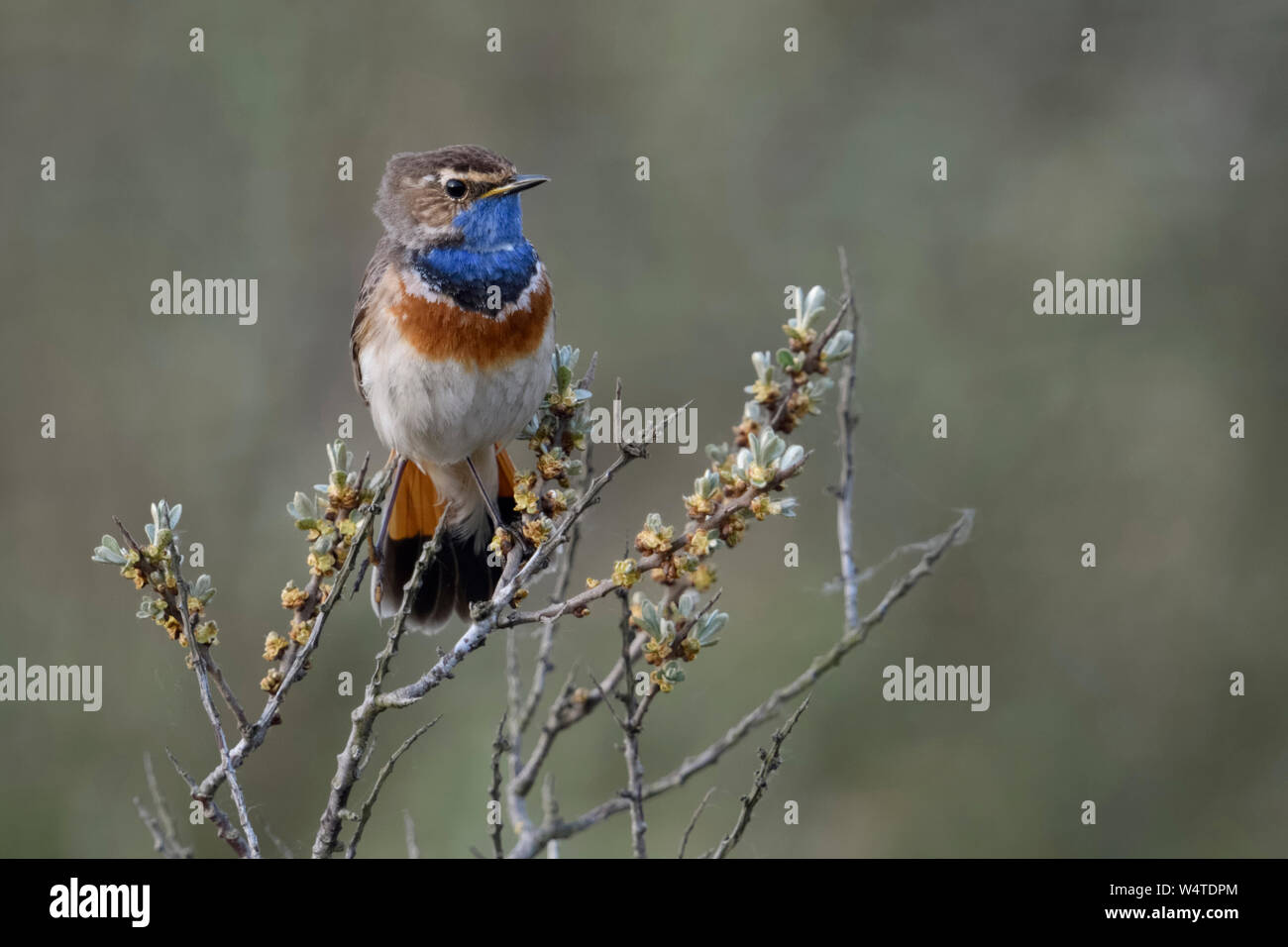 Pettazzurro / Blaukehlchen ( Luscinia svecica ) adulto bianco maschio maculato, appollaiato su seabuckthorn, guardare il comportamento territoriale, della fauna selvatica, l'Europa. Foto Stock