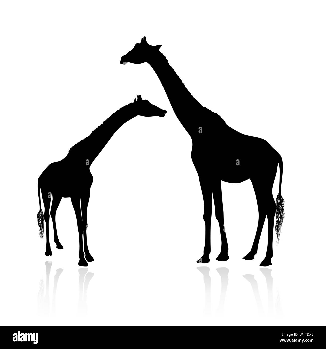Silhouette di giraffe famiglia isolato su sfondo bianco vettore Illustrazione Vettoriale