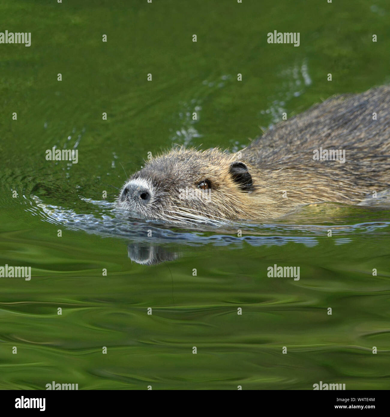 Ratto che nuota nel fiume immagini e fotografie stock ad alta risoluzione -  Alamy