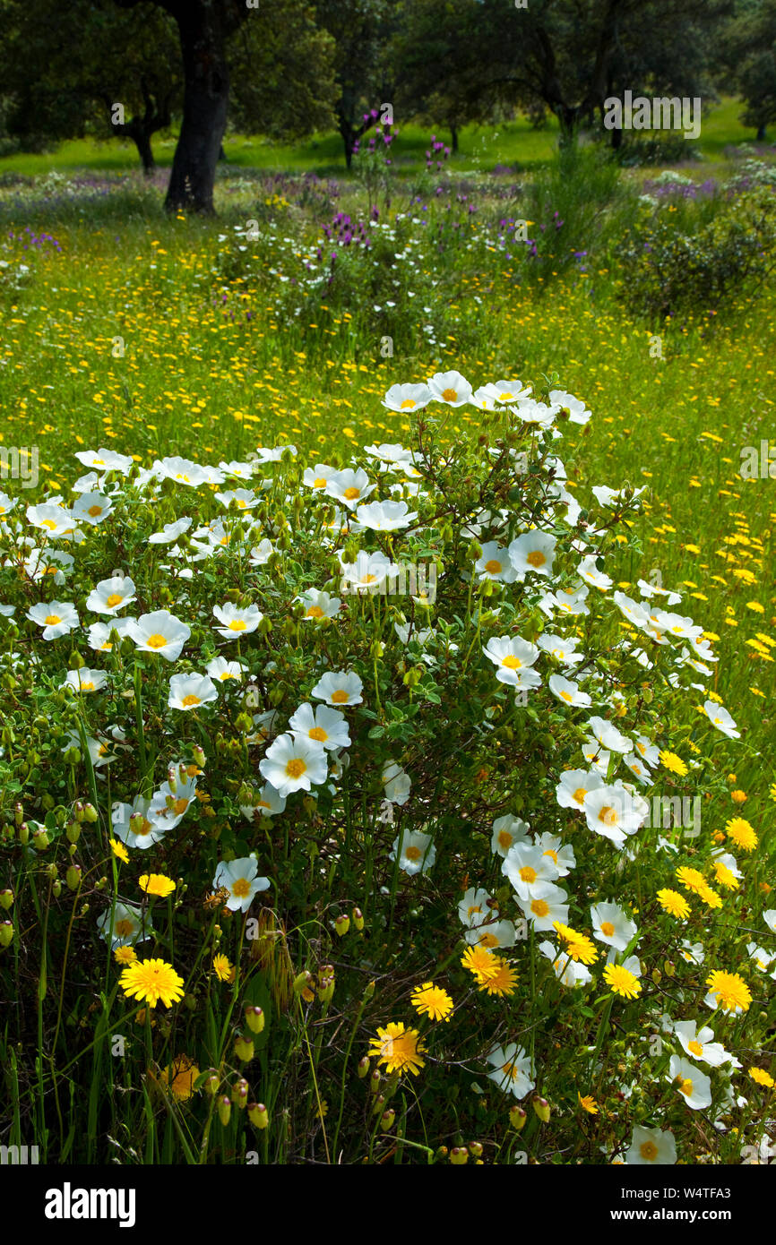 Rosal silvestre, Dehesa en primavera, Extremadura, España Foto Stock