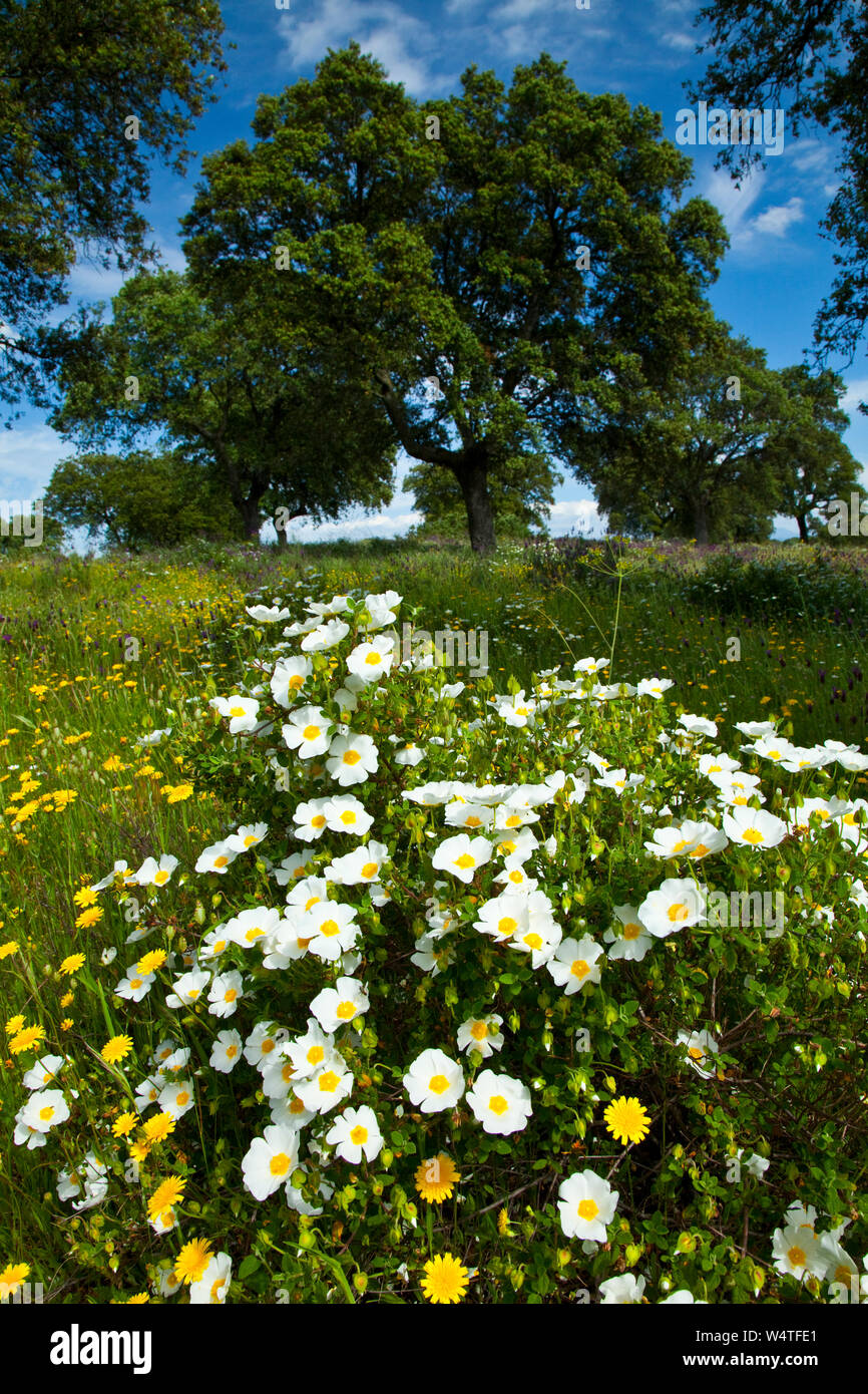 Rosal silvestre, Dehesa en primavera, Extremadura, España Foto Stock