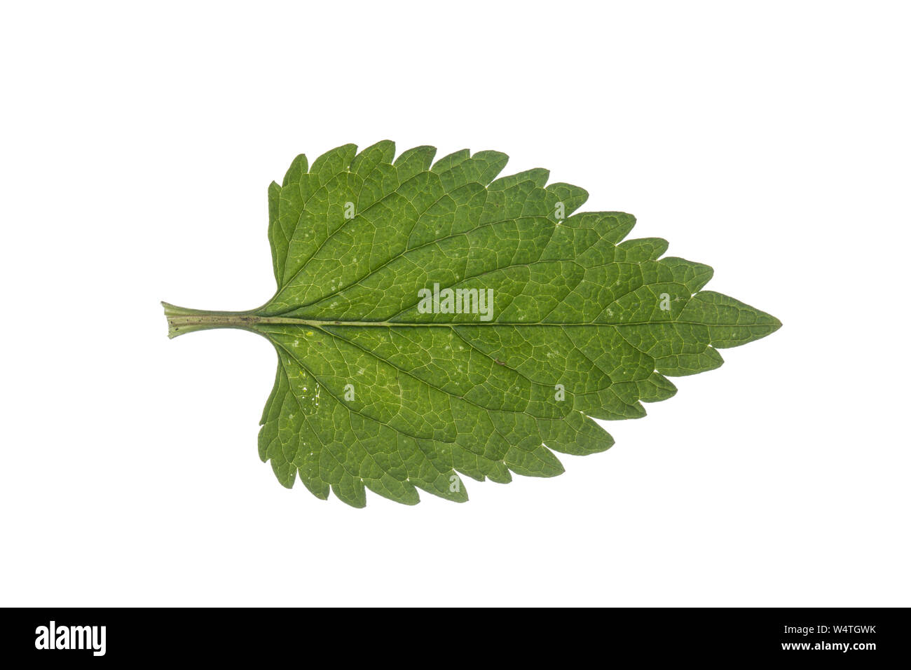 Weiße Taubnessel, Weisse Taubnessel, Lamium album, bianco ortica, morti bianche di ortica, bianco deadnettle. Blatt, Blätter, leaf, foglie Foto Stock