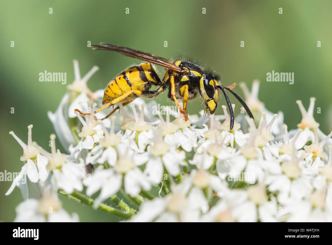 Vespula vulgaris (Common Wasp, Europeo Wasp, comune giacca gialla wasp) in estate nel West Sussex, in Inghilterra, Regno Unito. Foto Stock