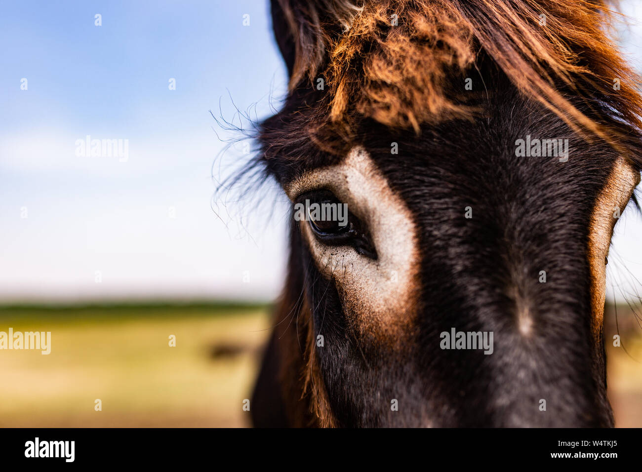 Primo piano di un asino in Ungheria rurale Foto Stock