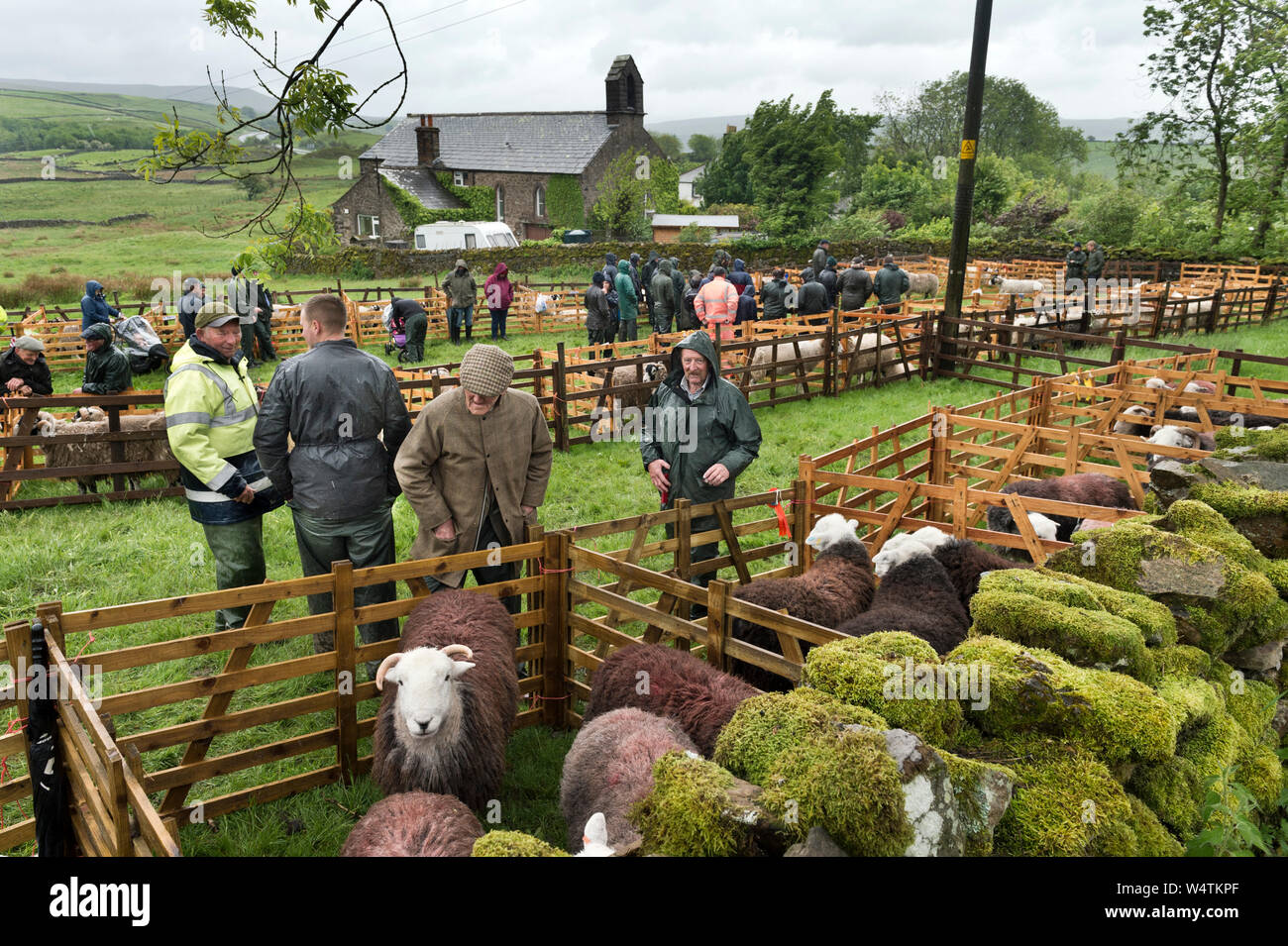 Stainmore Spettacolo delle Pecore, Cumbria, 8 giugno 2019. Herdwick e Swaledale pecore in penne per giudicare. Foto Stock