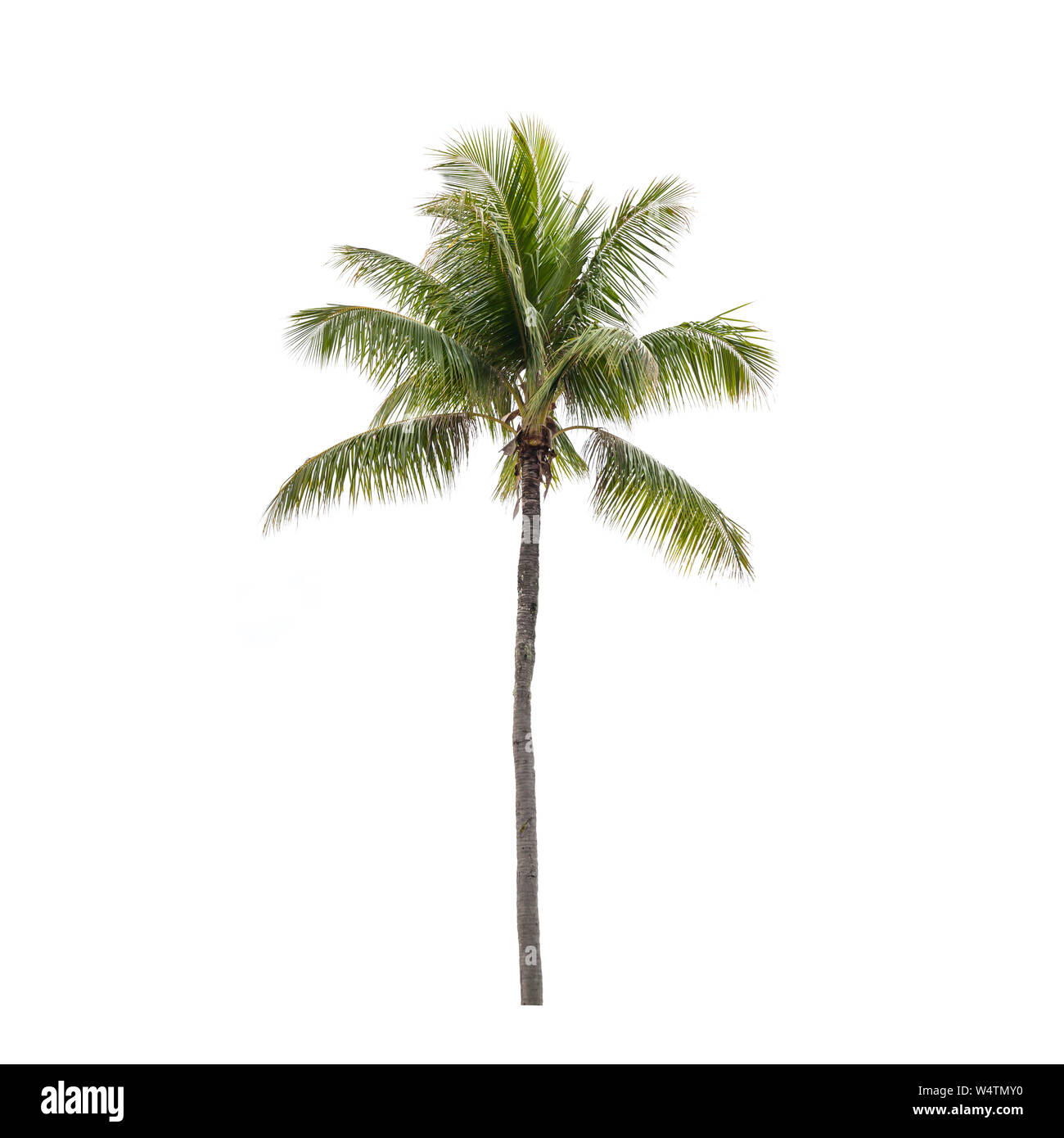 Foto naturale di una noce di cocco Palm tree isolato su bianco Foto Stock
