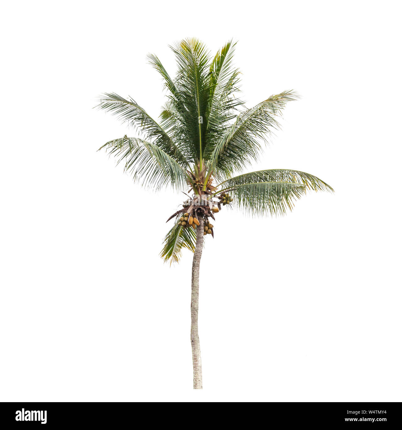 Foto naturale di una noce di cocco Palm tree isolati su sfondo bianco Foto Stock