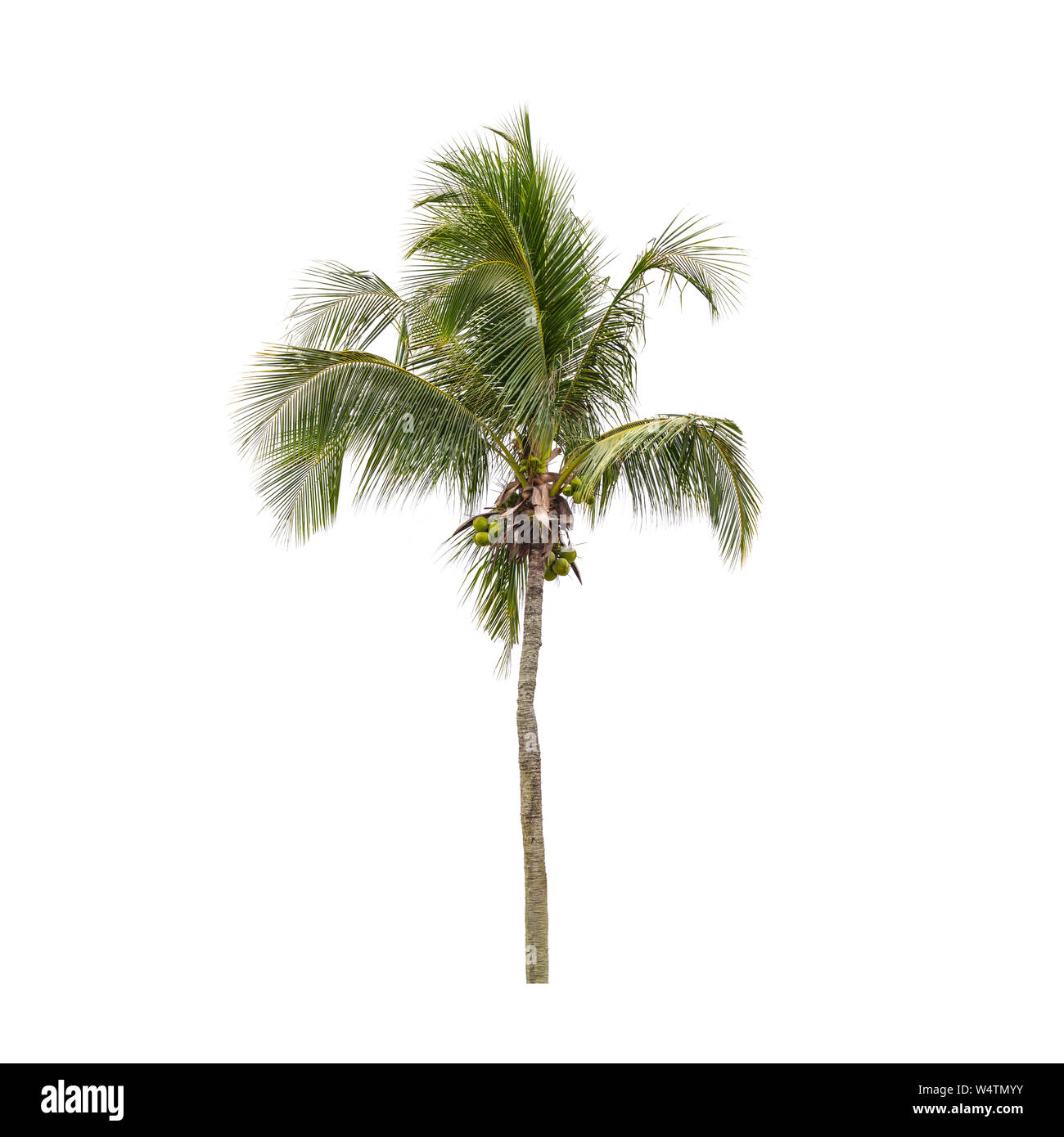 Coconut Palm tree isolato su bianco Foto Stock
