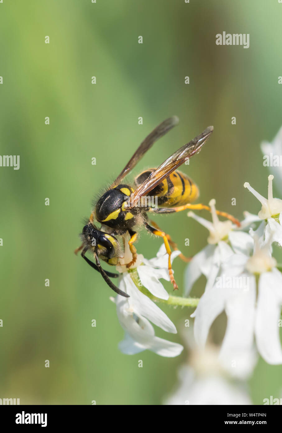 Vespula vulgaris (Common Wasp, Europeo Wasp, comune giacca gialla wasp) in estate nel West Sussex, in Inghilterra, Regno Unito. Vespe comune ritratto. Wasp verticale. Foto Stock