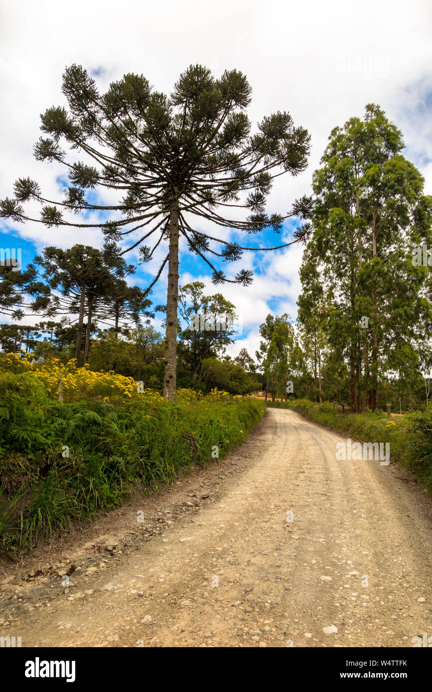Strada sterrata con fiori gialli, Araucaria Angustifolia e altri alberi, blu cielo con molte nuvole Foto Stock