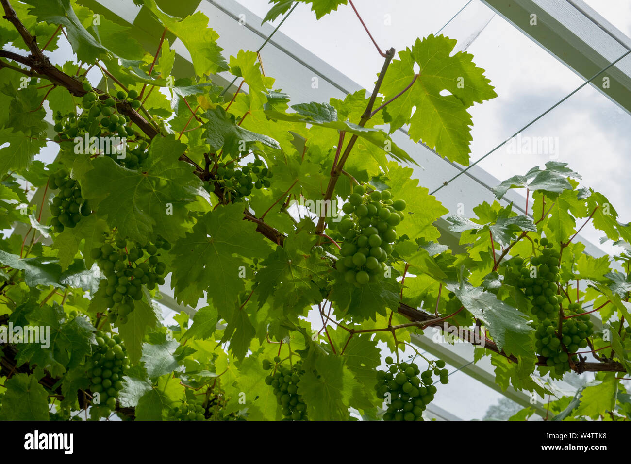 Vigneti che crescono attraverso un conservatorio dal soffitto in vetro Foto Stock