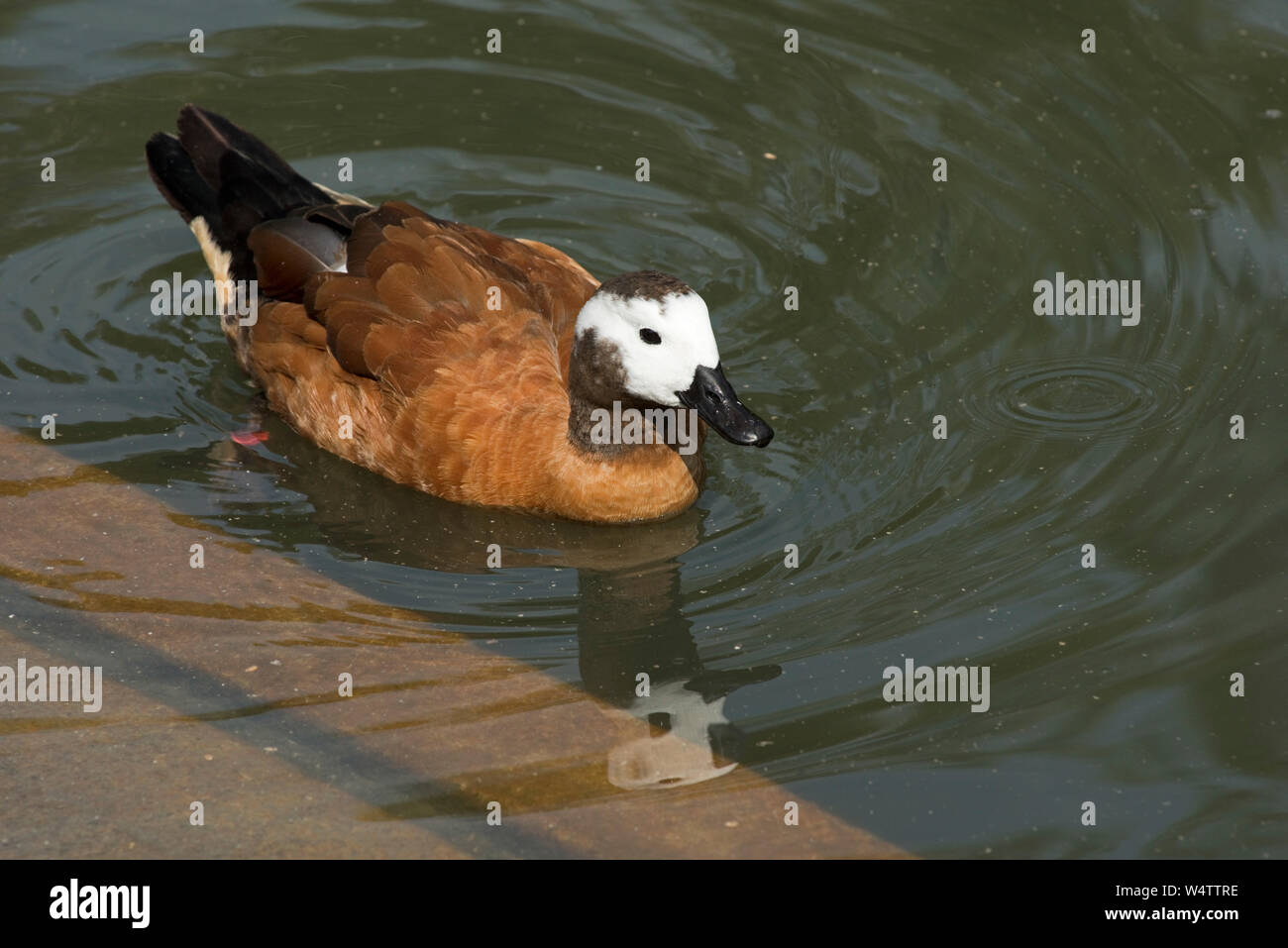 Di fronte bianco-sibili anatra (Dendrocygna viduata) sul lago a Arundel Wetland Centre, Luglio Foto Stock