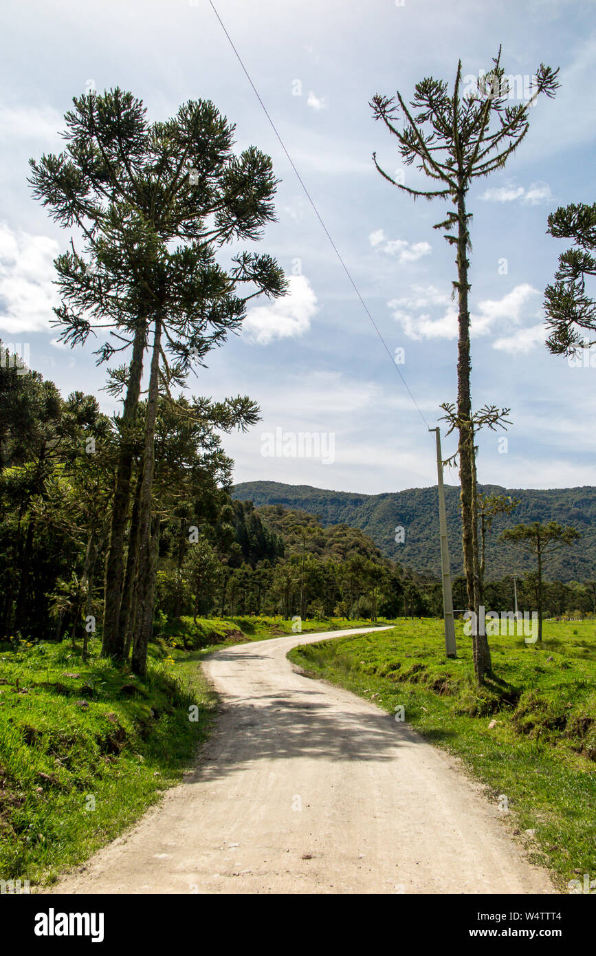 Strada sterrata attraversando il pascolo con foresta sul lato e montagne sullo sfondo, cielo blu con nuvole Foto Stock