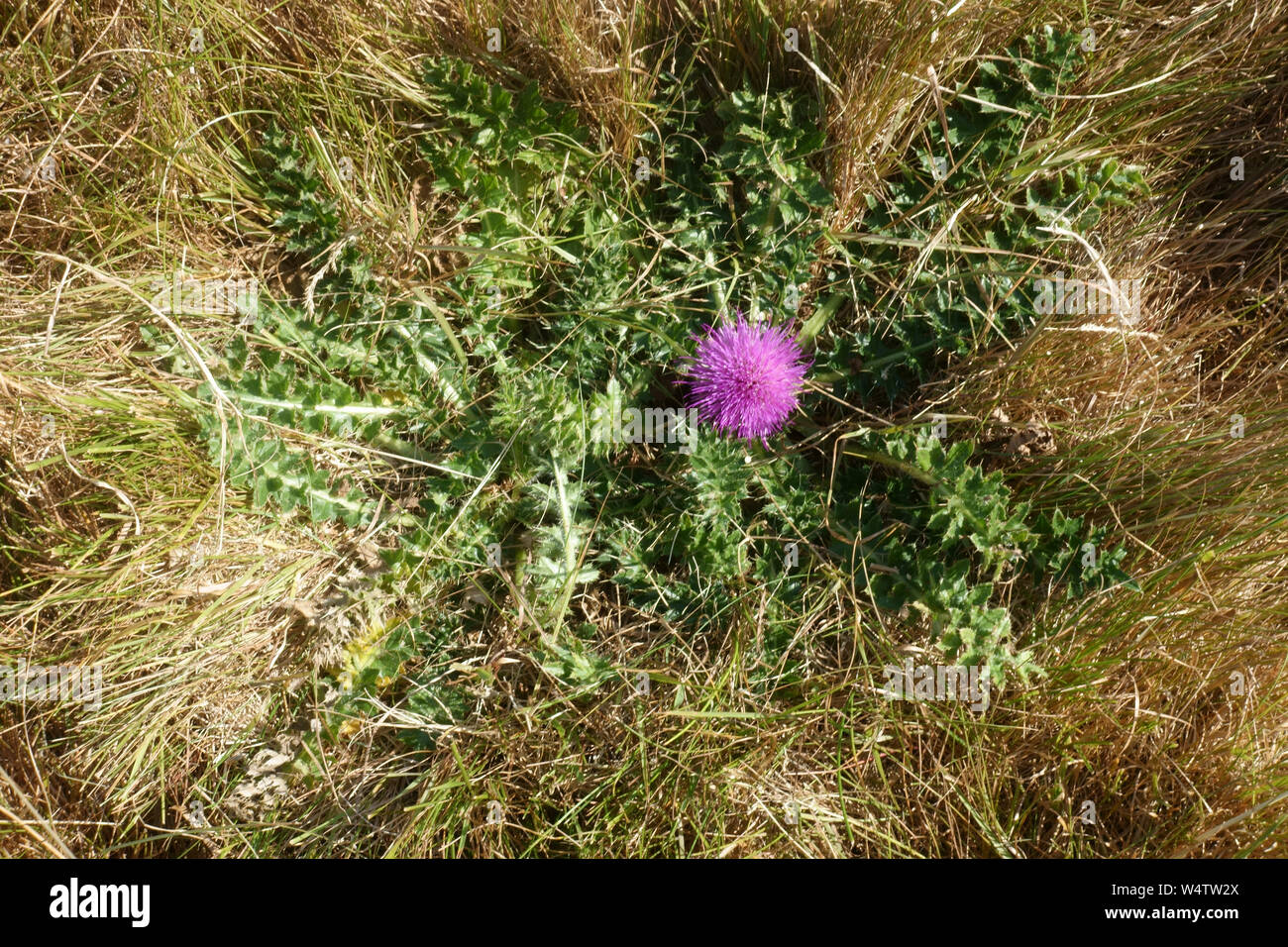 Thistle nana (Cirsium acaule) stemless purpl;e fioritura thistle in breve pascoli calcarei, Berkshire, Luglio Foto Stock